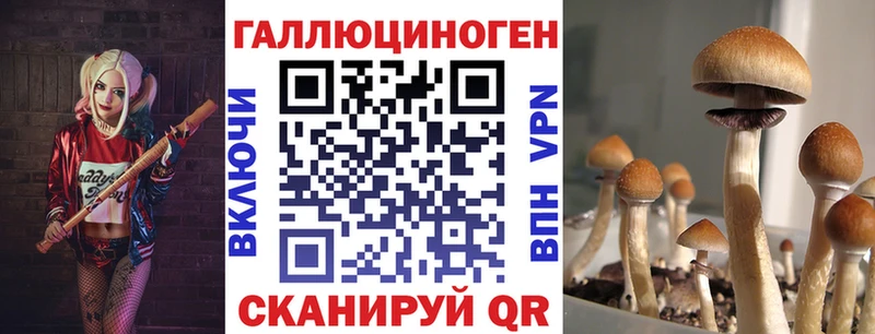 Галлюциногенные грибы Psilocybe  Купить  Болотное 